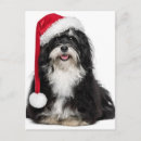 Search for havanese funny postcards Animal
