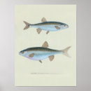 Search for retro fishing posters Illustration