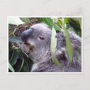 Search for gum trees postcards Animal