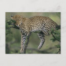 Search for kenya postcards Savanna