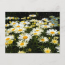 Search for daisy picture postcards White