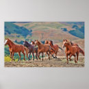 Search for wild mustang Animals