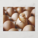 Search for bird eggs postcards Chicken
