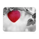 Search for heart shaped magnets Apple