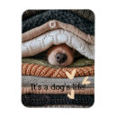 Search for fun rectangular magnets Pet