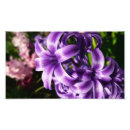 Search for spring bulbs posters Flowers