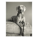 Search for weimaraner art Pet