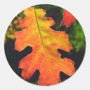 Search for oak leaf stickers Autumn