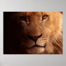 Search for lion portrait posters Lions