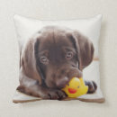 Search for chocolate labrador cushions Cute