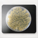 Search for bacteria mousepads Microbiology