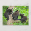 Search for boreal forest postcards Cute baby animal