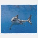 Search for white shark Predator