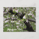 Search for apple blossoms postcards Fruit