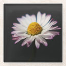 Search for perennial coasters Yellow