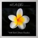 Search for medicinal herbs posters Healing