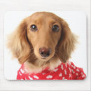 Search for dachshund mousepads Animal
