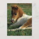 Search for miniatures postcards Equestrian