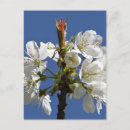 Search for white bloom postcards Blooms