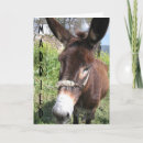 Search for hillary invitations Donkey