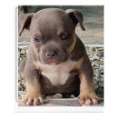 Search for breed posters Puppy