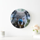 Search for koala clocks Bear
