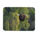 Search for bald eagles magnets Wildlife
