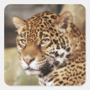Search for cats jaguar stickers Animal