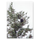 Search for pine cone posters Bird