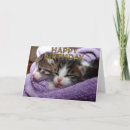 Search for sleepy kitty Animals