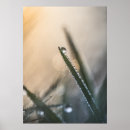 Search for droplet posters Grass