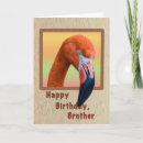 Search for flamingo birthday cards Nature