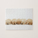 Search for golden retriever puppy puzzles Pet