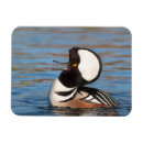 Search for hooded magnets Merganser