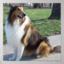 Search for collie posters Sheepdog