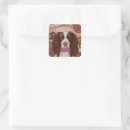Search for english springer spaniel stickers Birthday