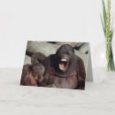 Search for ape pics cards Photography