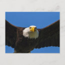 Search for prey postcards Haliaeetus leucocephalus