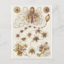 Search for ernst postcards Haeckel