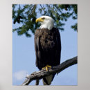Search for rapture posters Nature