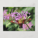 Search for moths postcards Animals