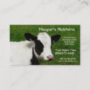 Search for holstein Heifer