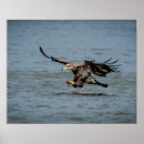 Search for bald eagle pics posters Wildlife