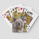 Search for koala bear playing cards Wildlife