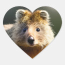 Search for wallaby stickers Australian