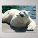 Search for polar bear posters Wild animal