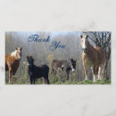 Search for donkey cards Horse