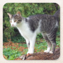 Search for kitty coasters Meow