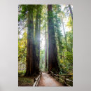 Search for muir woods posters San francisco