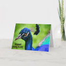 Search for peacock birthday cards Wild